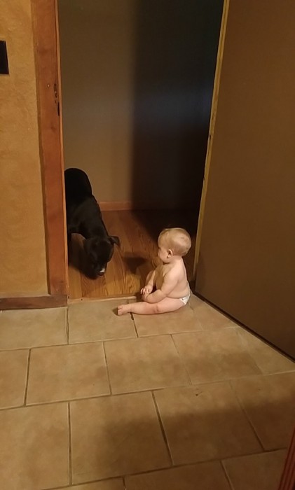 собака и ребёнок